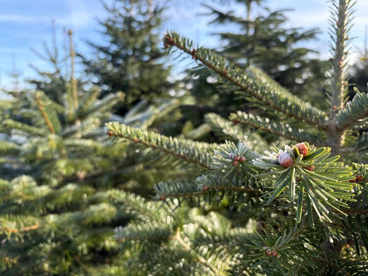 Hunde an die Leine zum Schutz der Wildtiere